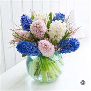 Spring Hyacinth Globe with White Wine 13