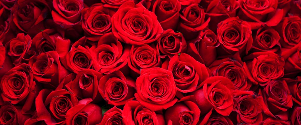 Valentines Day Flowers